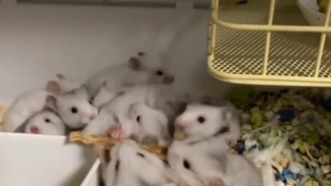 hamster drama