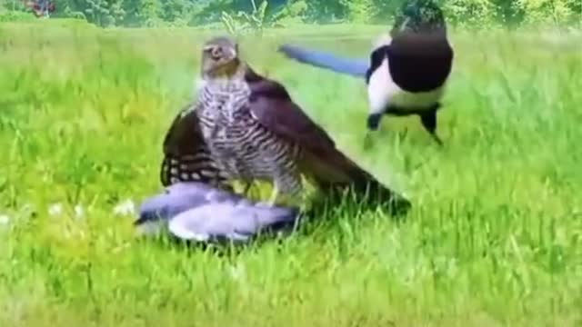 Extreme Fights Between Wild Animals (