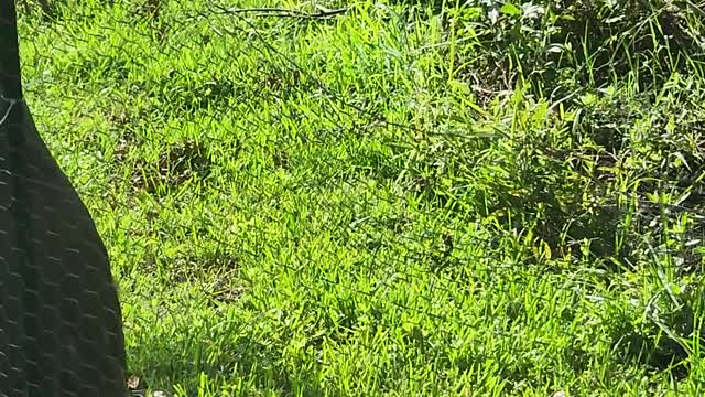 Sand hill crane visits