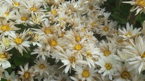 Bees pollinate chrysanthemums