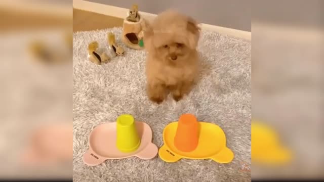 cute dogs..happy dog