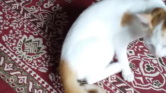 Cat reaction to sleep | very funy cat| most inteligent ❤😂