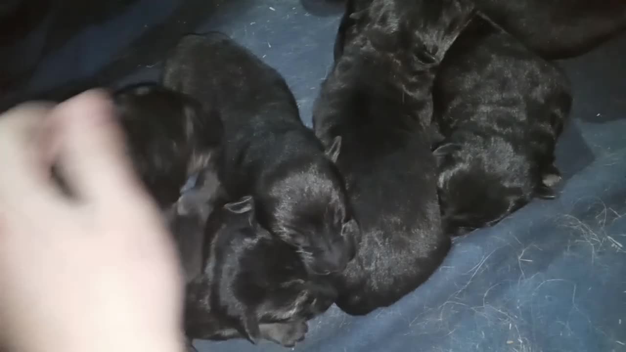 Puppies