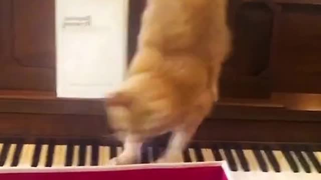 Theo end funny pets