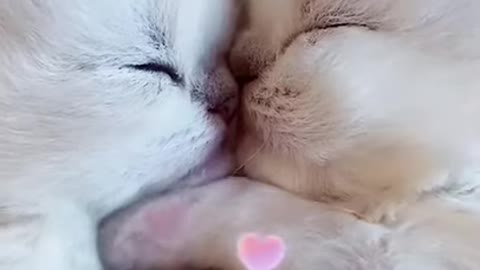 cat’s reachtion when a cat shows affection