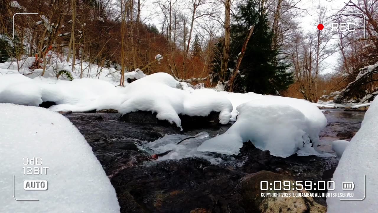 🔴Nature Euphoria | Winter Watch | Video 005