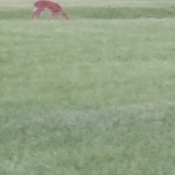 W.ild Deer going through pasture with brook passing through