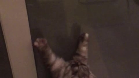 Cat climbing down door screen