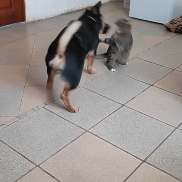 Puppy and kitten are very cute playing with each other.