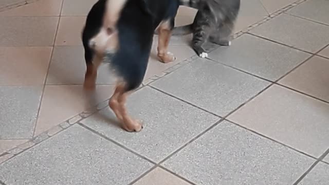 Puppy and kitten are very cute playing with each other.