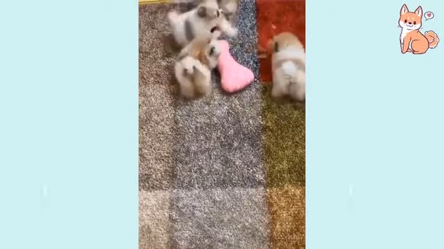 funny cute pet puppies