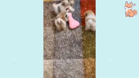 funny cute pet puppies