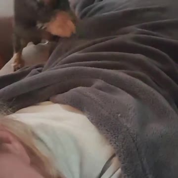 Adorable dog just loves to do massages