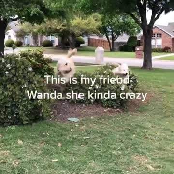 Pup explodes over bush