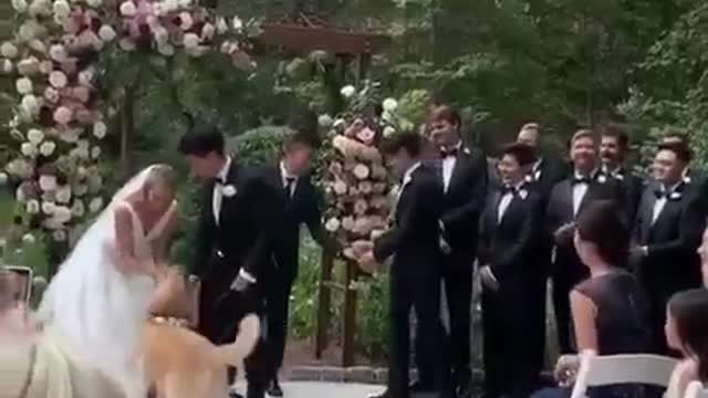 This good boi wins the wedding