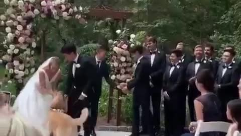 This good boi wins the wedding