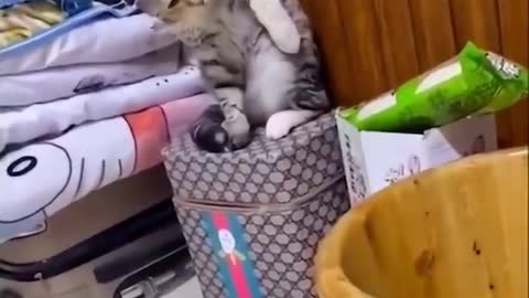 OMG So Cute ♥ Best Funny Cat Videos