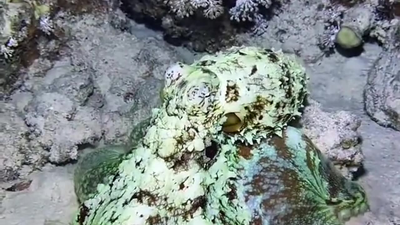 Underwater camouflaging