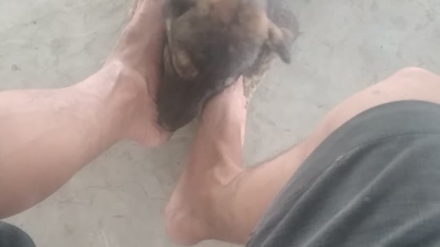 Dog in vietnam