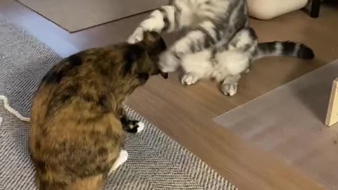 Timid touch