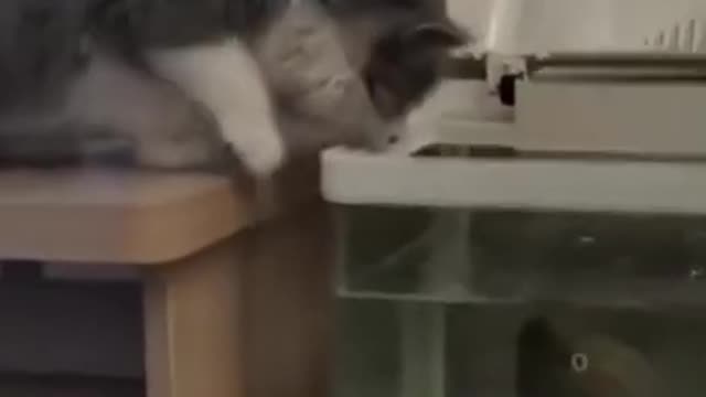 🐈🐈❤💯Funniest Animals - Best Of The 2021 Funny Animal Videos###