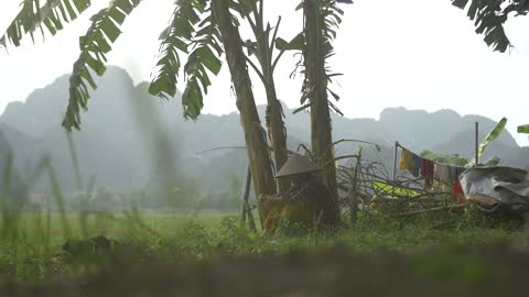 Traditionally Dressed Vietnamese Lady Sat under Banana Tree