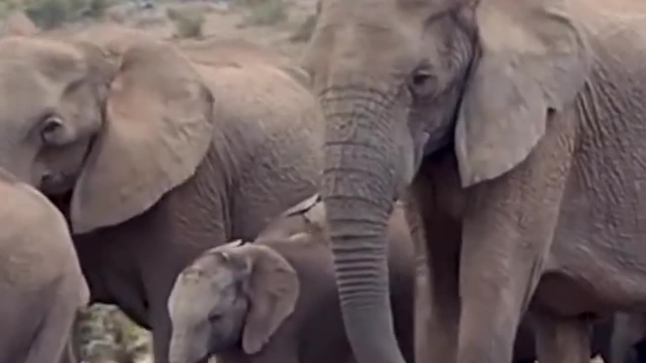 Elephants herd |African Elephants |#wildlife |#shorts