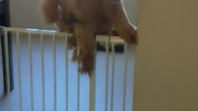 Large tan curly dog jumps over white fence in house