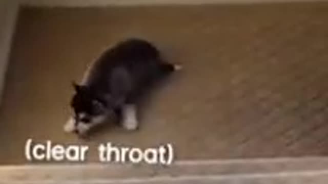 Funny animals fails