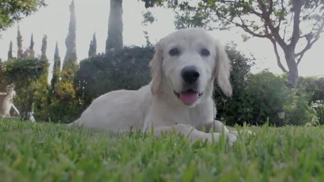 dog pet canine white sitting lying