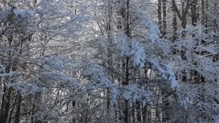 Snow Falling From Trees