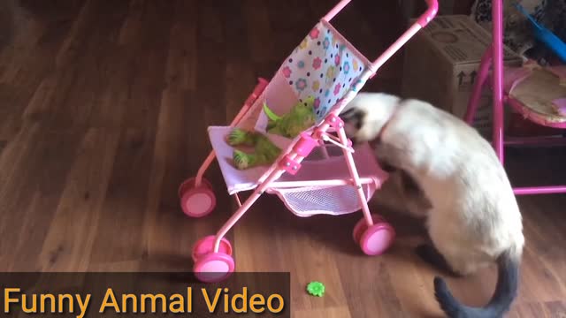 Funny Animal Video! It's Interesting funnyvideo! wawooo funnyanimalvideo