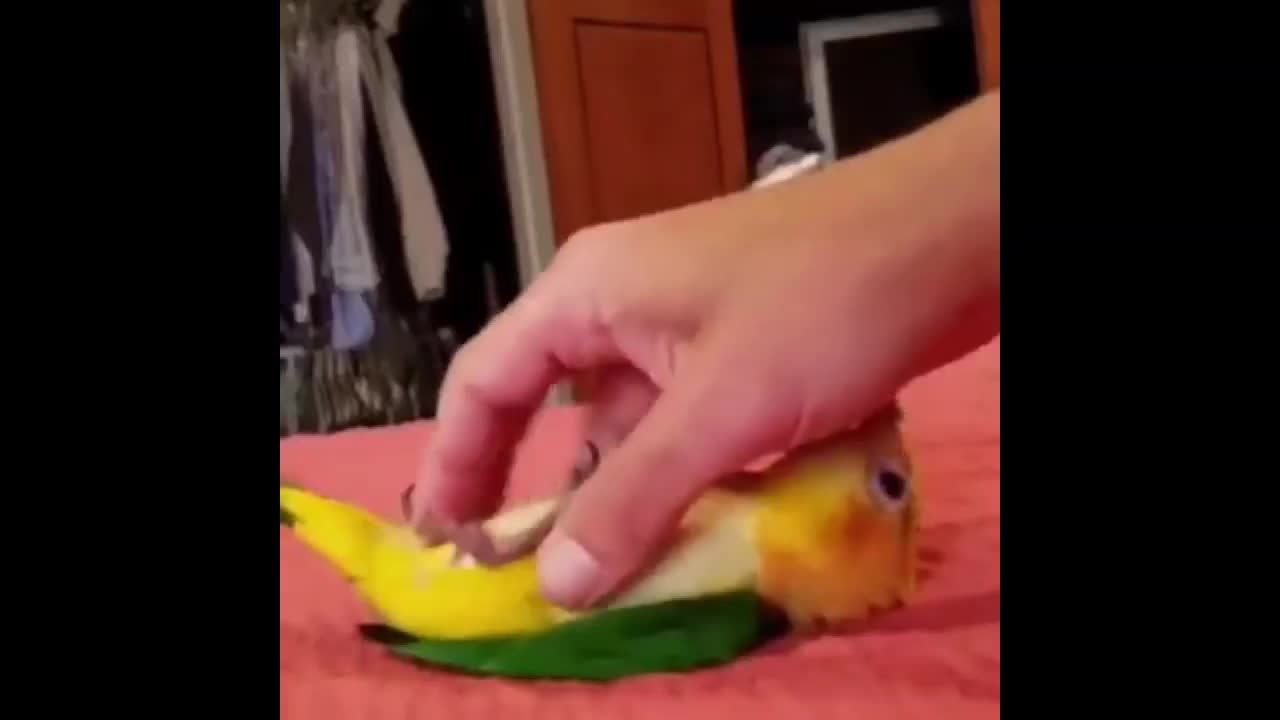 Parrots tickling by his owner.Parrot lay down and laughter.