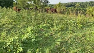 Gator And Sassy Intro To Cattle Six