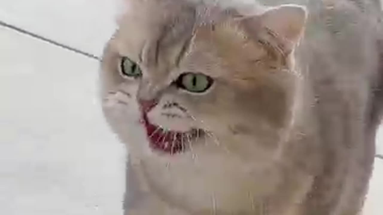 Meow express arrives full speed