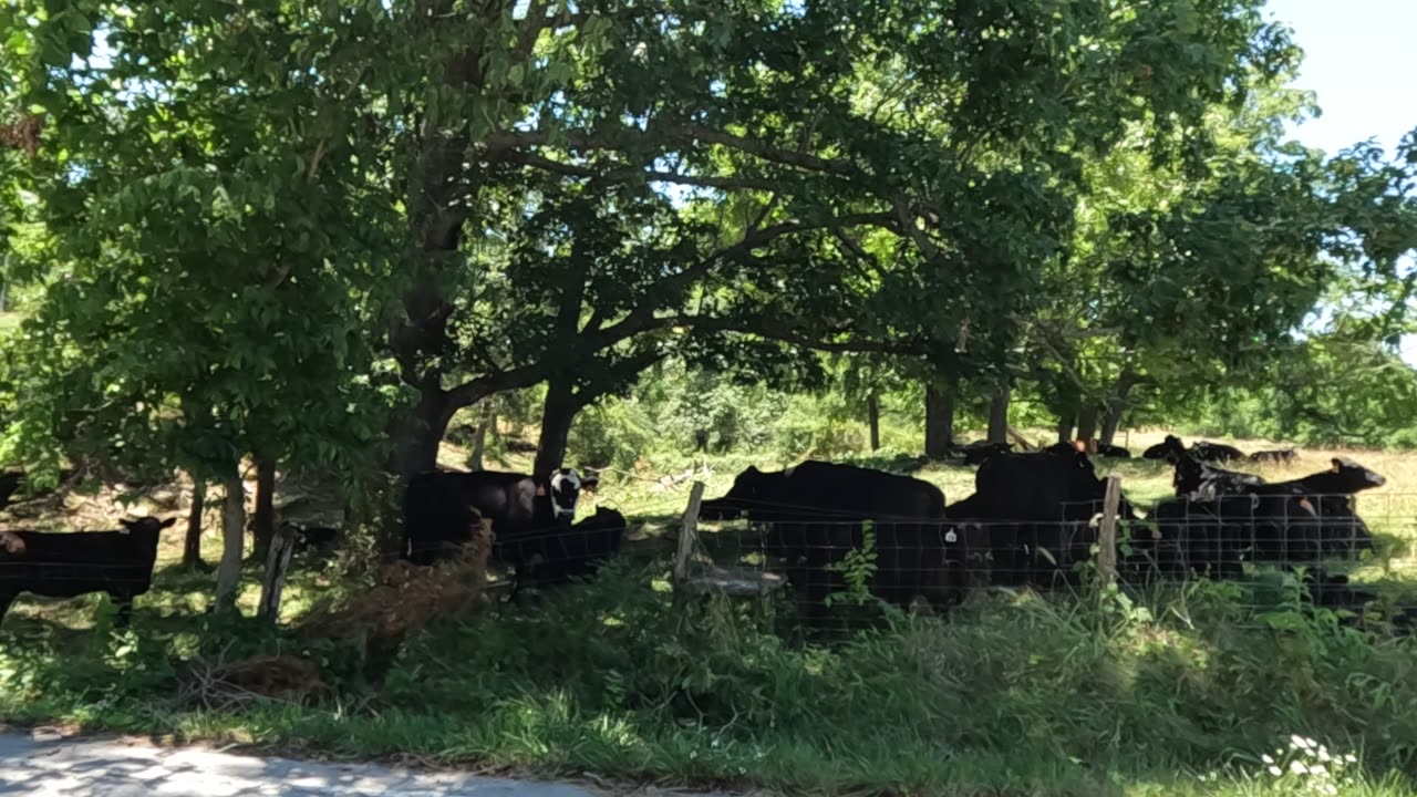 Hi Cows!