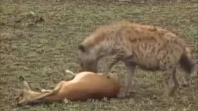 Hyena loses its meal