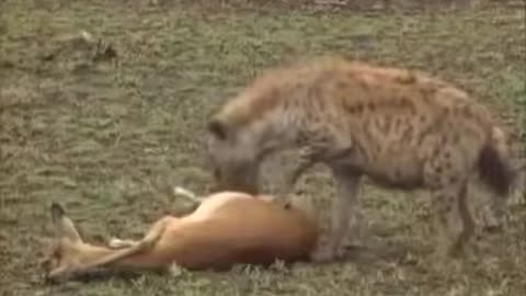 Hyena loses its meal