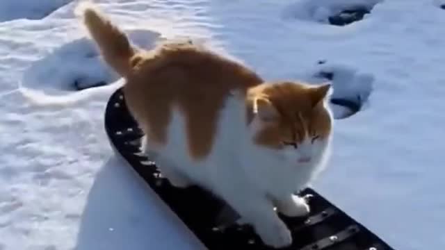 Can you imagine cats skiing? This is really incredible