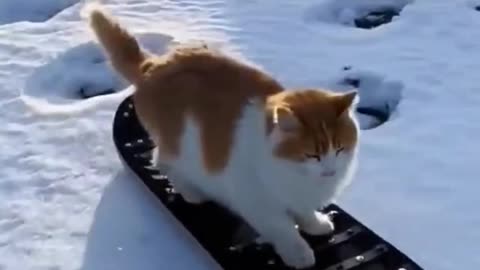 Can you imagine cats skiing? This is really incredible