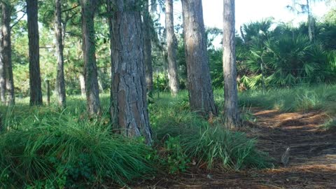 Bobwhite Quail