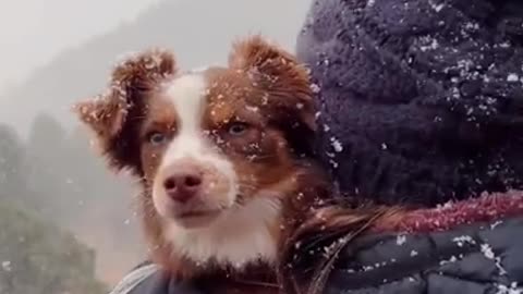 Snow Dog