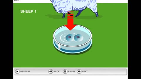 How Dolly the Sheep was cloned