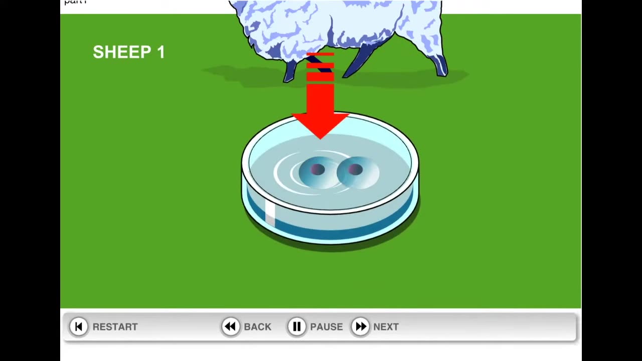How Dolly the Sheep was cloned