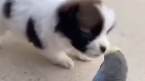 Cute dog playing by cute bird