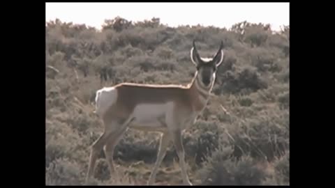 Top 10 Fastest Animals in the World Fastest Runners in the Animal Kingdom