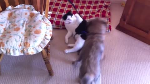 Cute cat beats up a dog!