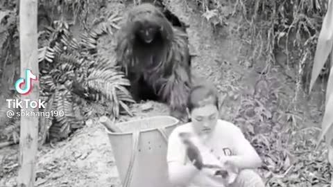 Gorilla grabs a girl