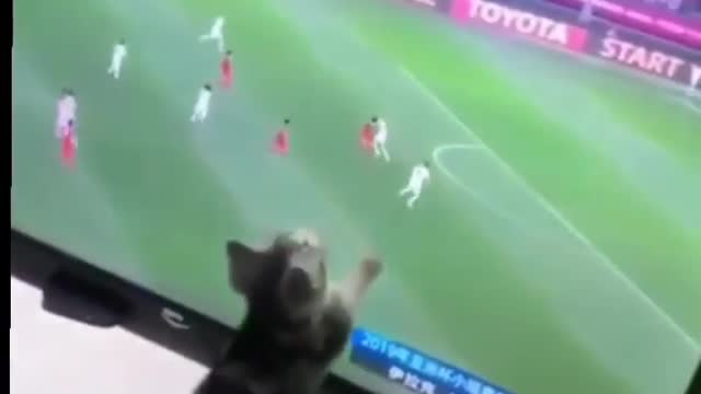 Funny animals video