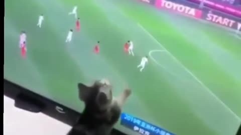 Funny animals video